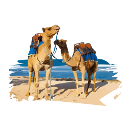 camel agadir taghazout morocco 